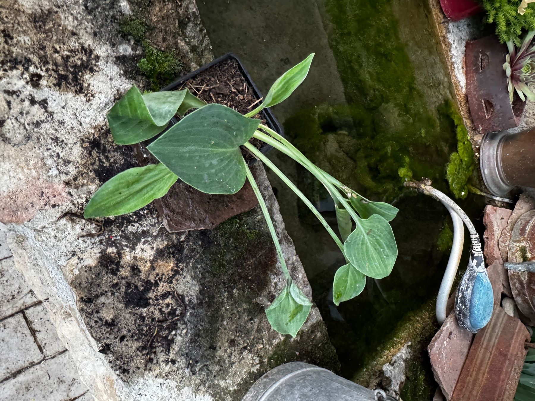 Plantes & graines: Hosta bashful – D'occasion à Lajoux JU par Briard0 1