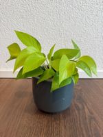Neon Pothos