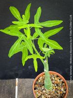 Adenia Venenata - Modecca Abyssinica - botanische Rarität