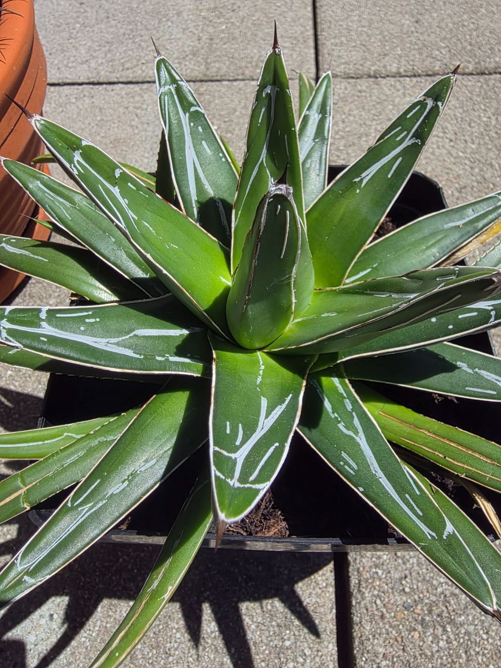 Pflanzen & Samen: Agave victoria reginae 25cm – Gebraucht aus Basel von AJacks