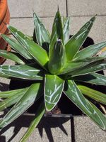 Agave victoria reginae 25cm