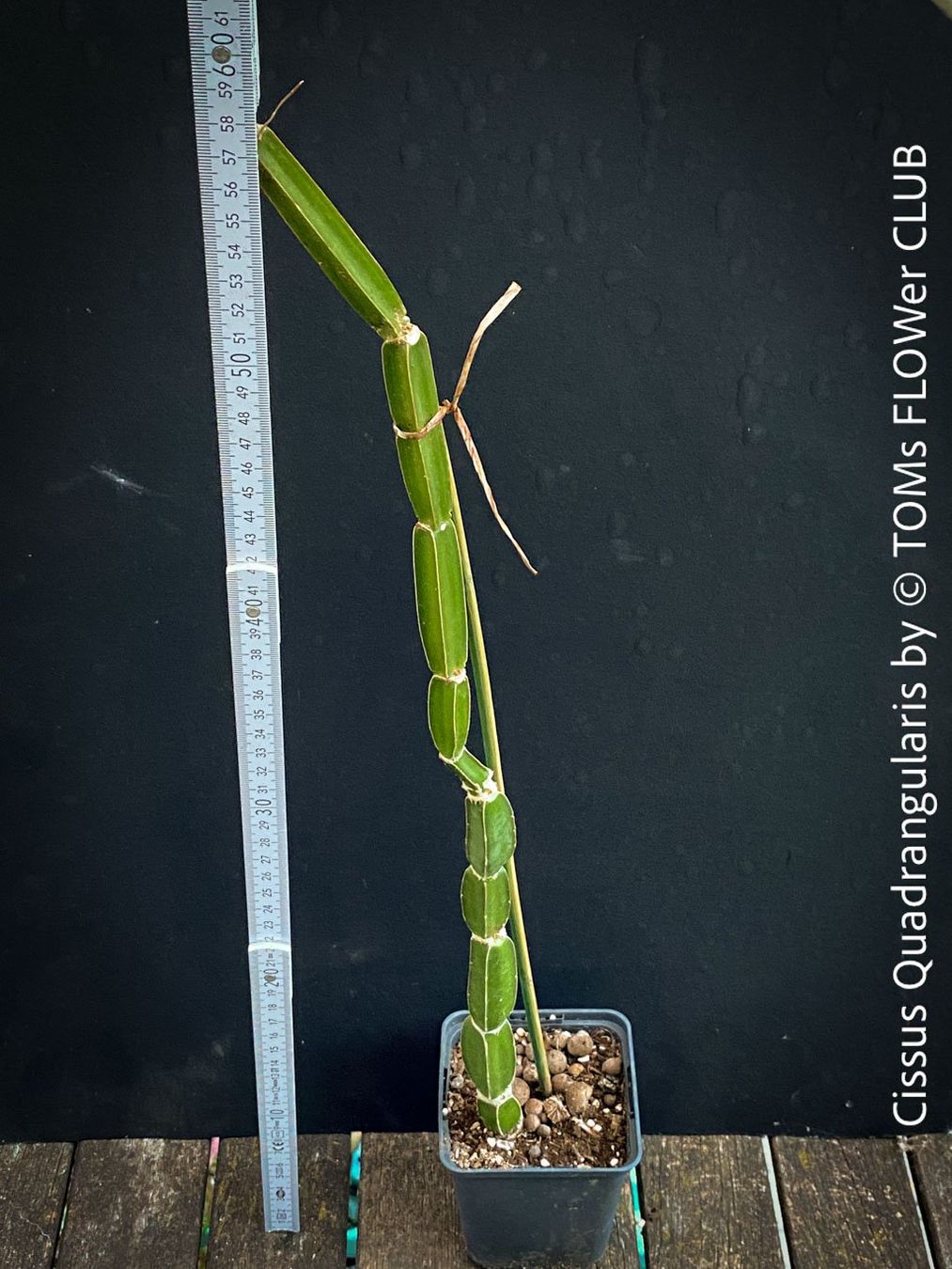 Pflanzen & Samen: Cissus Quadrangularis - vierkantige Sukkulente – Neu und originalverpackt aus Adliswil von astom369 4