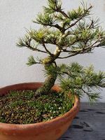 Bonsai 