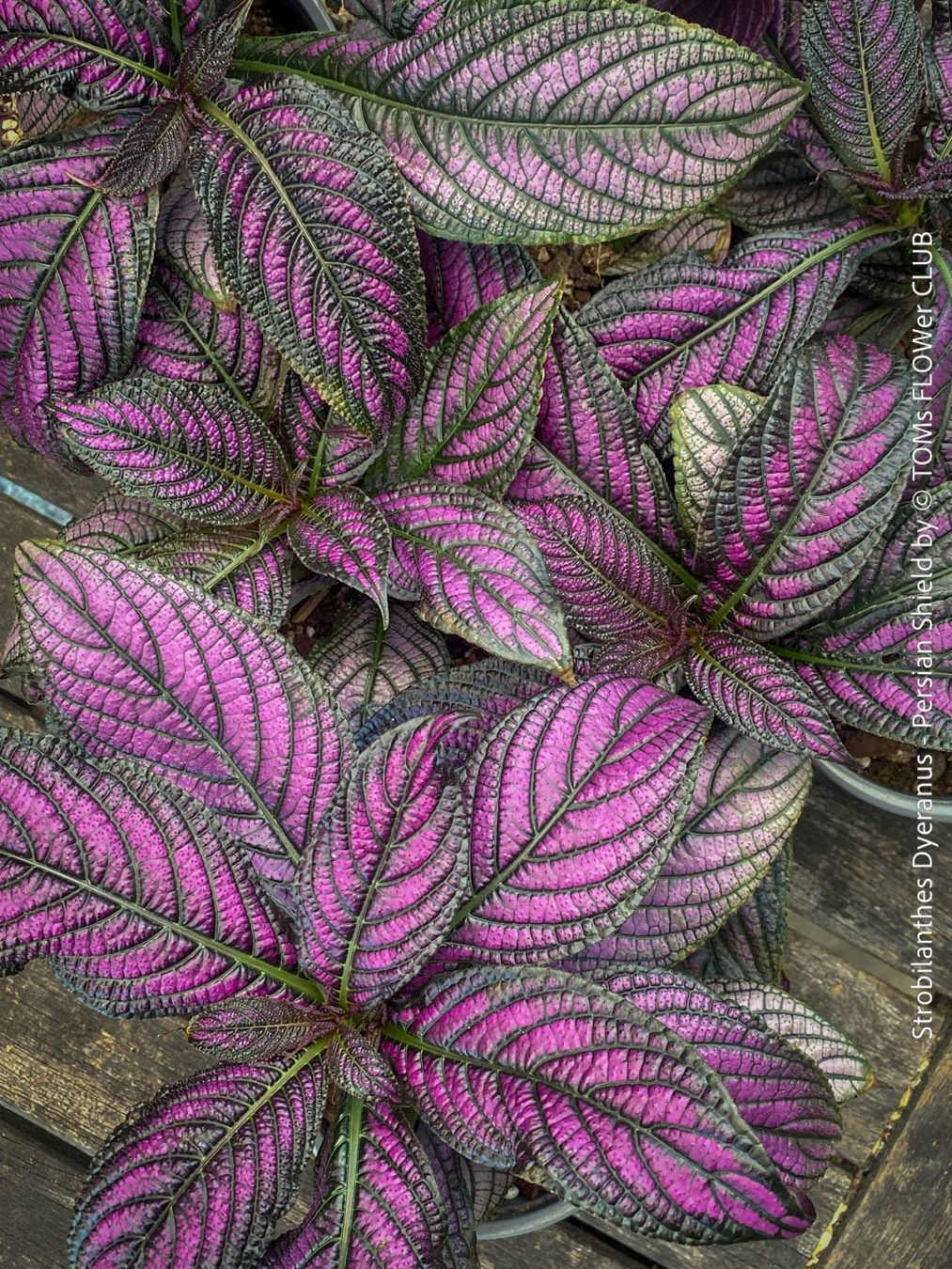 Piante & sementi: Strobilanthes Dyeranus - einfach nur Blattkunstwerk – Nuovo e nell'imballaggio originale da Adliswil venduto da asTOMas963 5