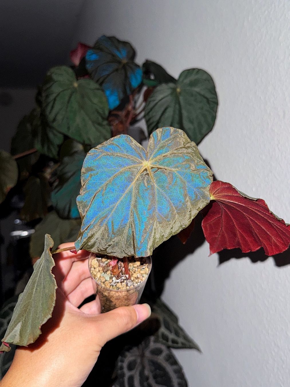 Piante & sementi: Begonia Pavonina #1 – Nuovo (secondo la descrizione) da Bern venduto da plantlover_bern