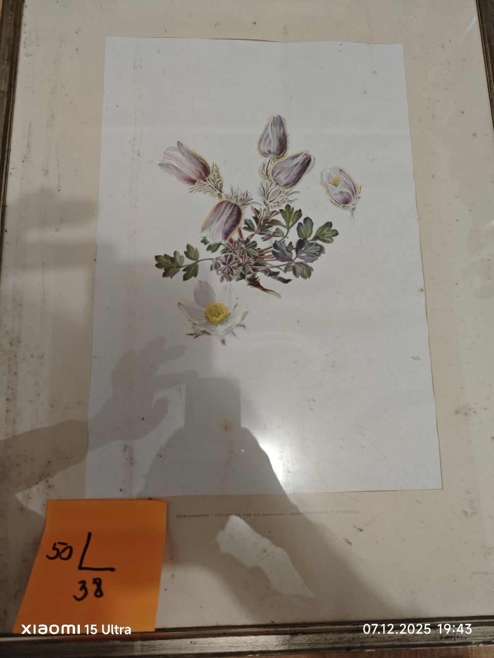 Foto & Immagini: Bild Frühlings-Kuhschelle – Usato da St. Gallen venduto da Deki35
