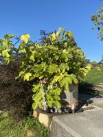 Feigenbaum mit antikem Teil einer Mosti