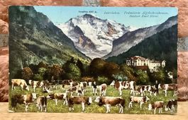 Prämierte Alpfleckviehrasse Besitzer Emil Hirni - Kühe Tiere