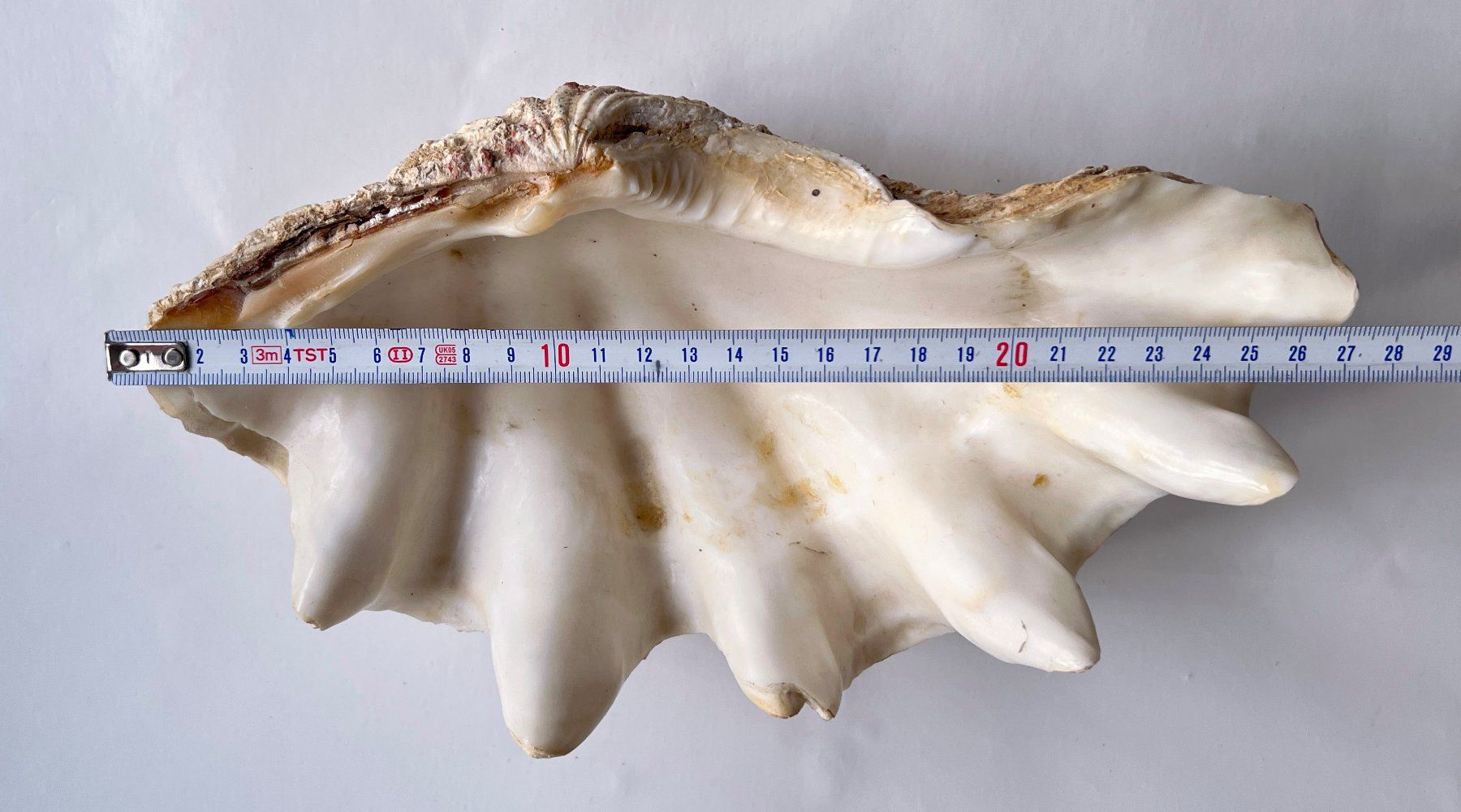 Tutte le decorazioni: Grosse natürliche Muschelschale***** – Usato da Dübendorf venduto da Smisbox 6