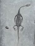Keichousaurus Hui - 2x21.5x35.5 cm