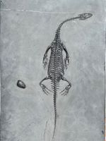 Keichousaurus Hui - 2x21.5x35.5 cm