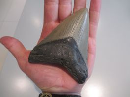 StarRecordsGmbH: Megalodon-Zahn / 11,0 cm / mit Zertifikat