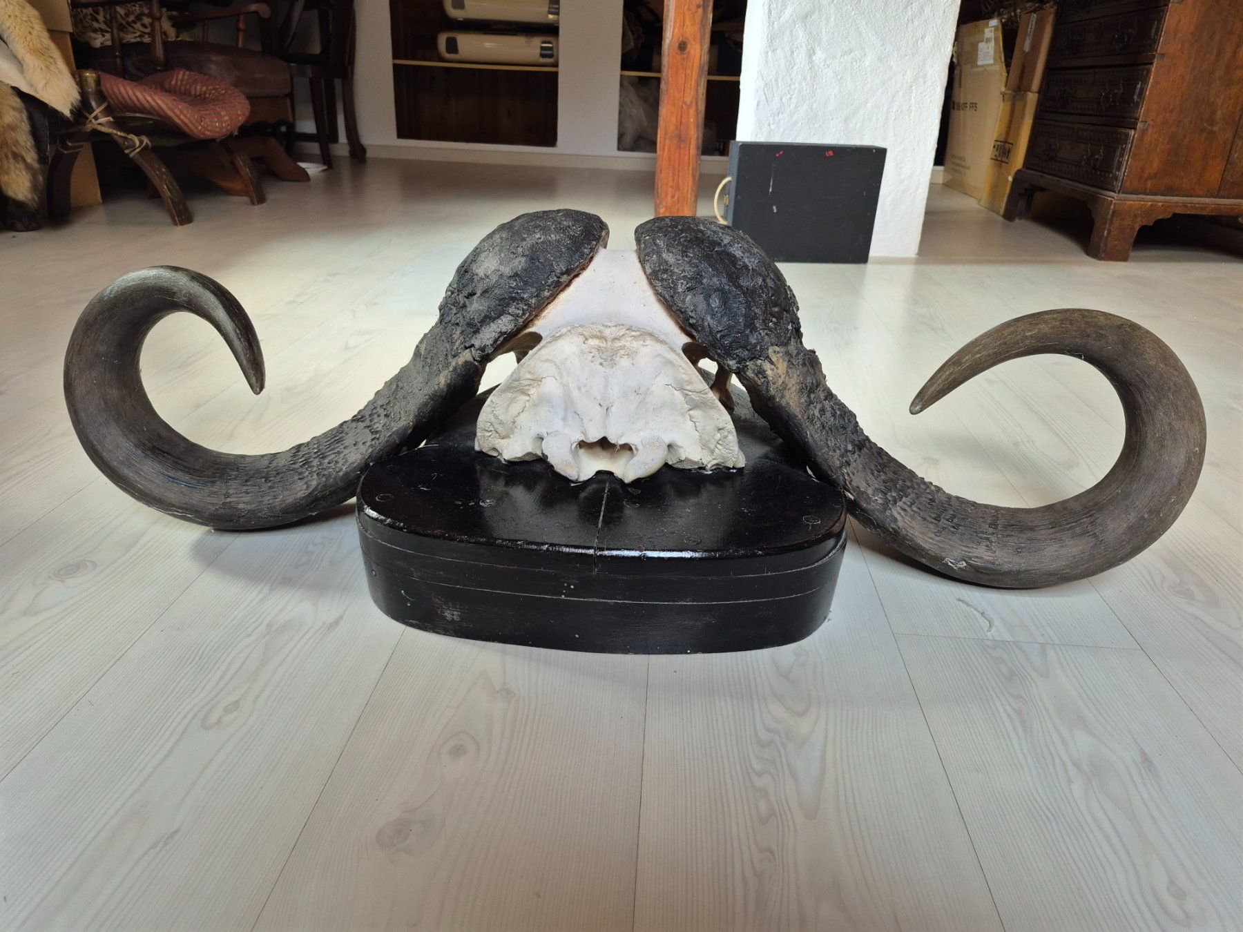 Il mondo degli animali: Trophée chasse buffle africain / Kaffernbüffel Jagdtrophäe – Usato da Treyvaux venduto da Kbh2000 3