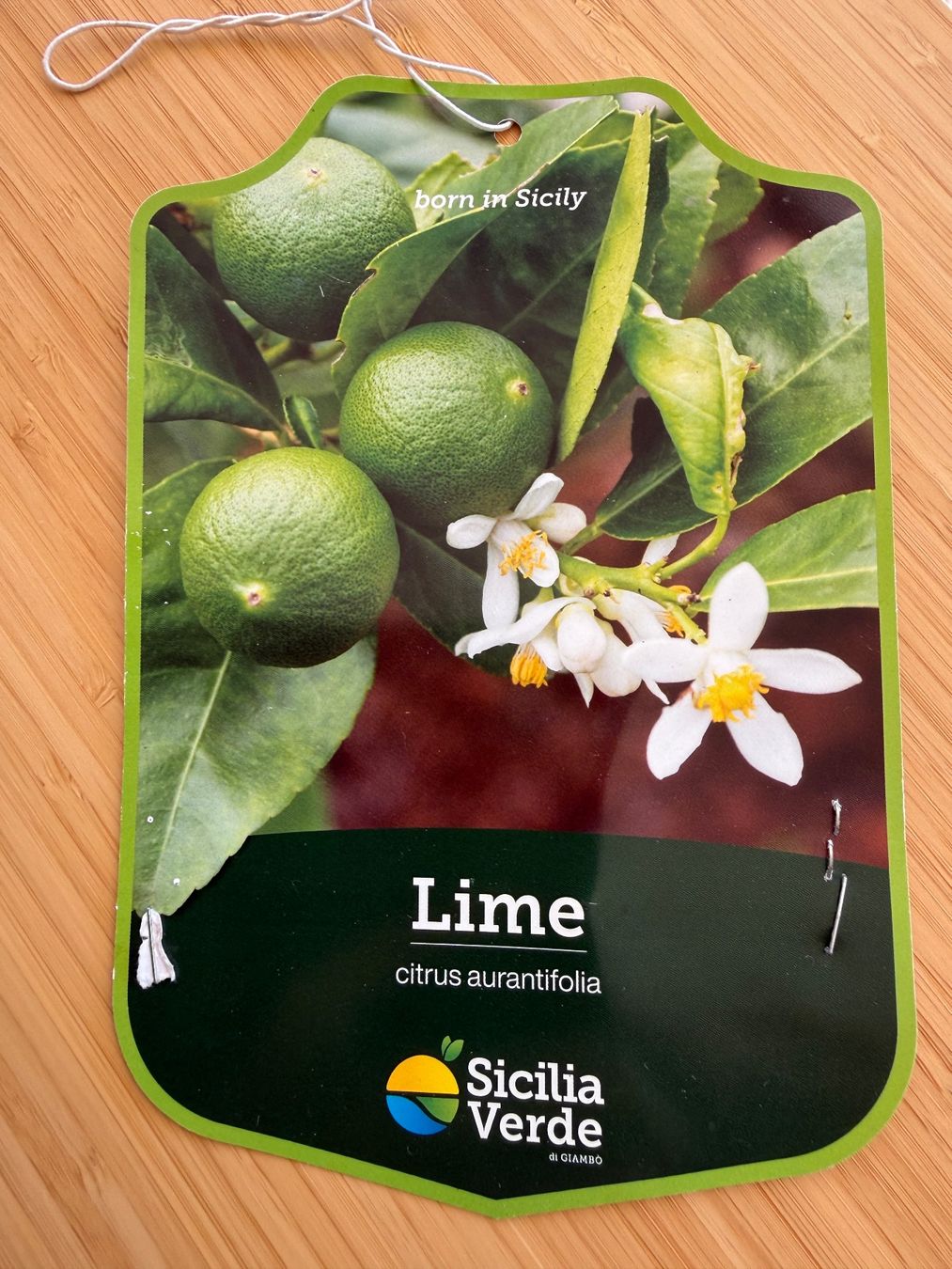 Piante & sementi: Limettenbaum Citrusbaum – Usato da Stäfa venduto da Bmichelle 3