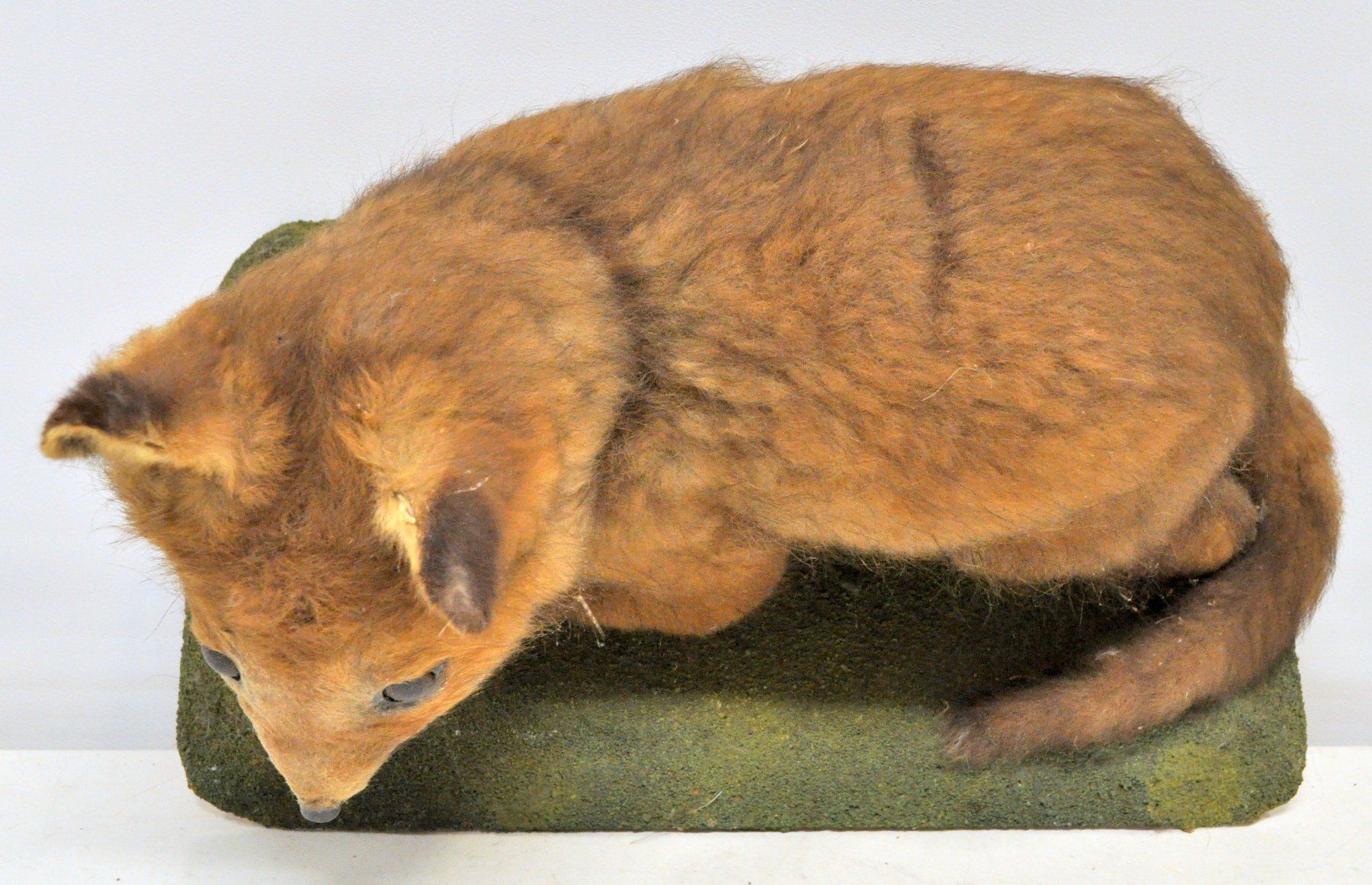 Welt der Tiere: Renardeau naturalisé – Gebraucht aus Neuchâtel von Neuchatel 5