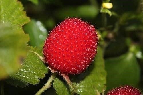 Piante & sementi: Framboisier TROPICAL RARE ! 20g – Nuovo (secondo la descrizione) da Bremblens venduto da FIBONACCI369 2
