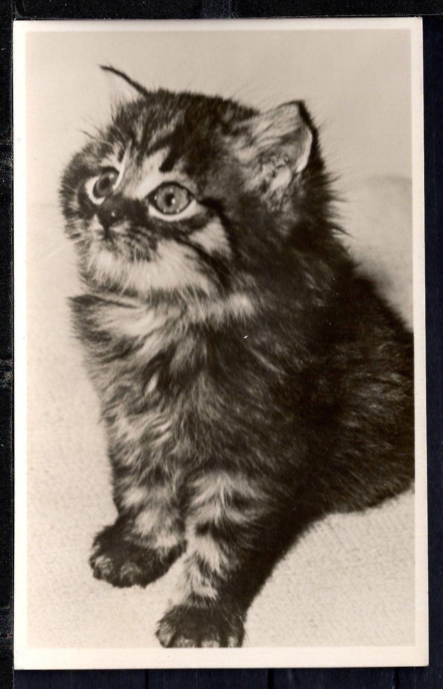 Cartoline postali: Katzen - Karte – Usato da Aarau venduto da kufi44