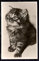 Katzen - Karte