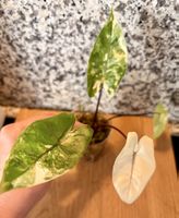 Alocasia Black Stem Albo