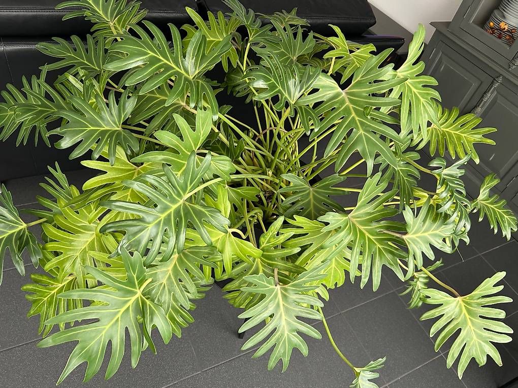 Piante & sementi: Zimmer Pflanze – Usato da Worb venduto da Khloe72 1