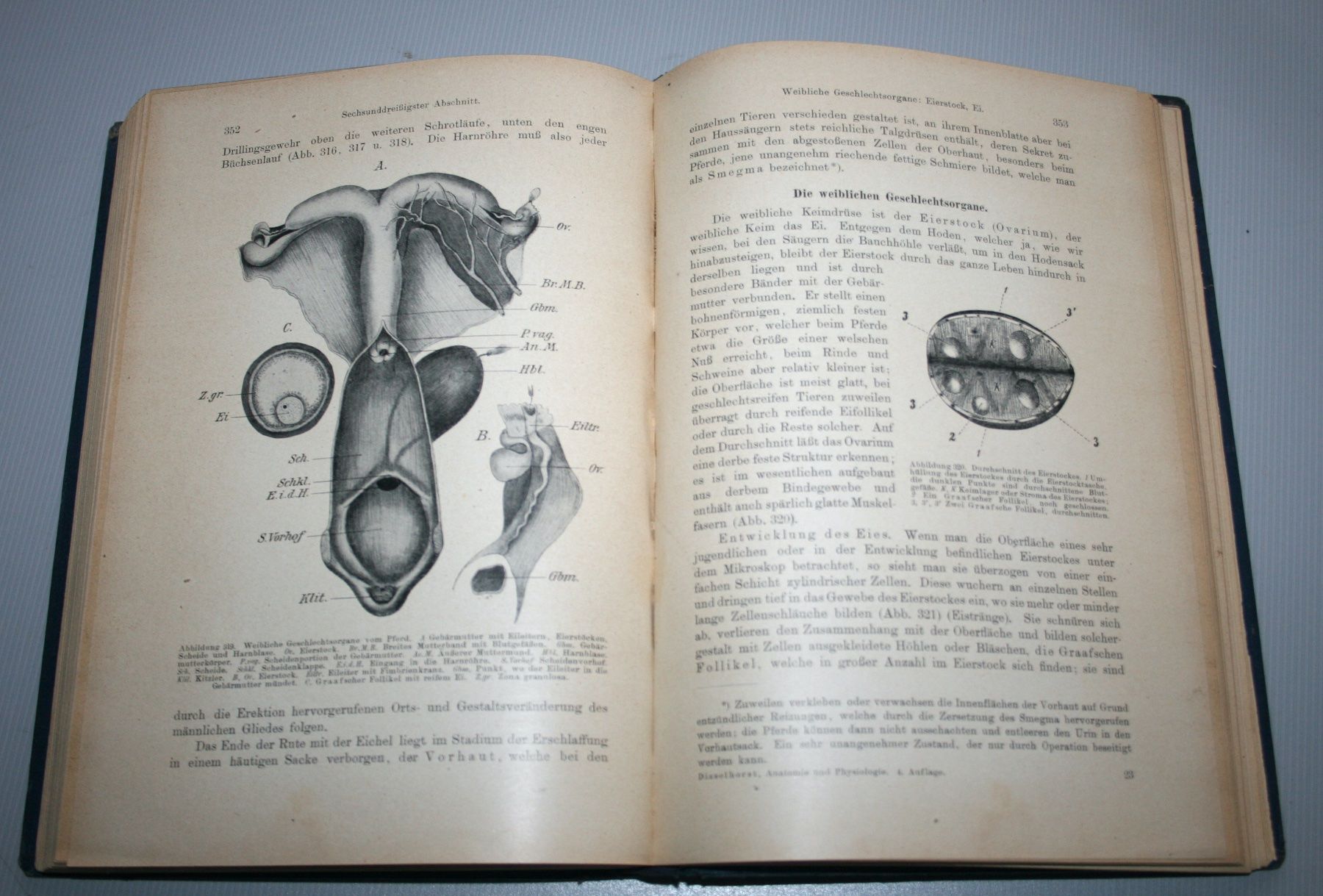 Libri: Disselhorst: Anatomie & Physiologie der Haussäugetiere, 1921 – Usato da Schaffhausen venduto da Kartenprofi 7