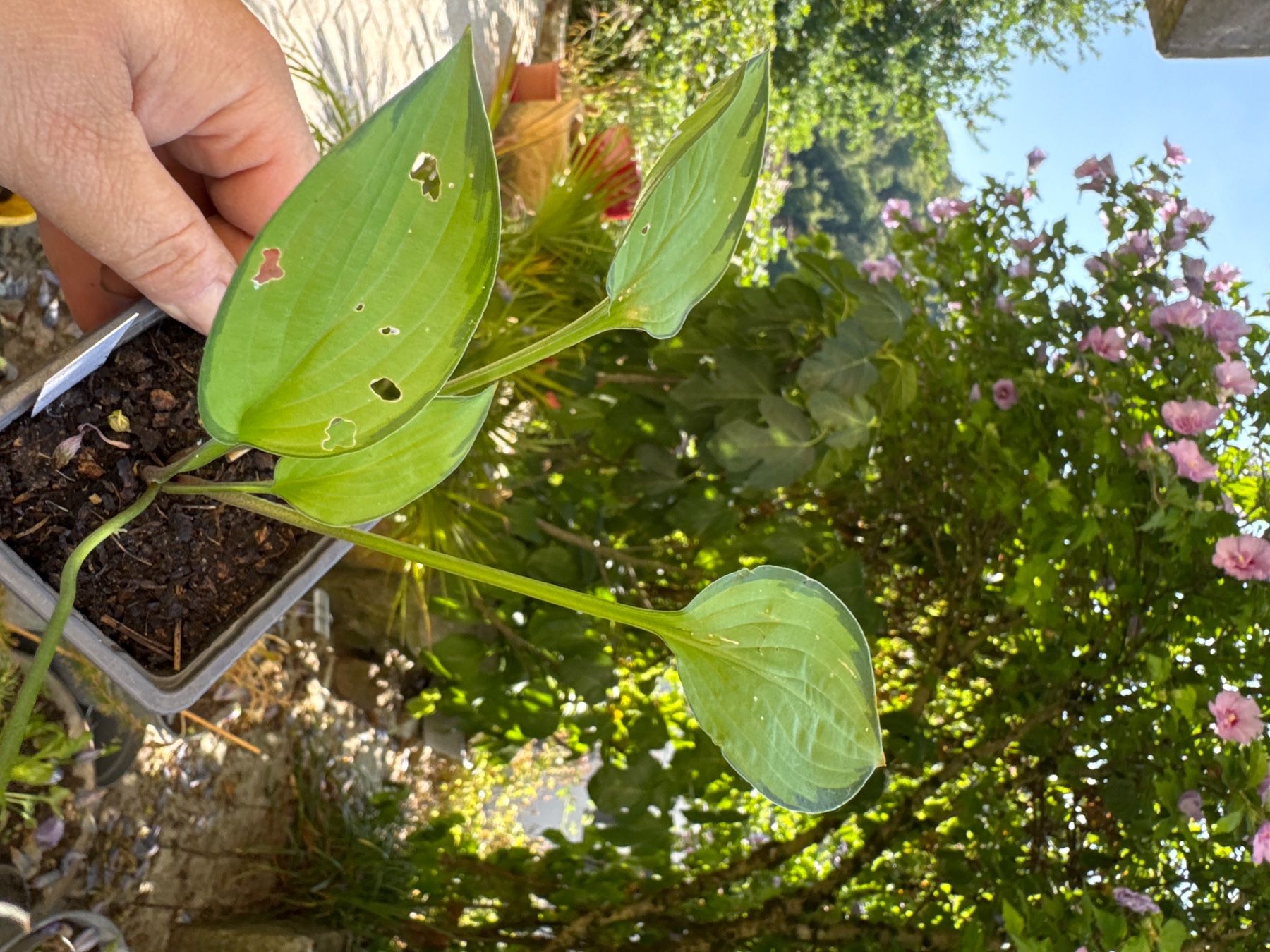 Pflanzen & Samen: Hosta Green With Envy 2 – Gebraucht aus Lajoux JU von Briard0 1