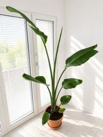 2M 🤩🌿 Strelitzia Nicolai Pflanze mit Tontopf