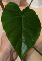 Pianta Alocasia elephant ears 30cm