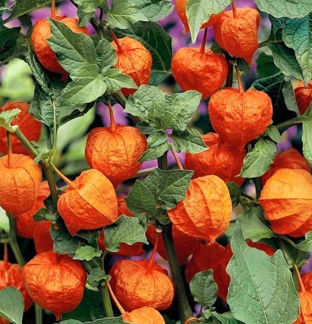 Physalis Pflanze Kaufen