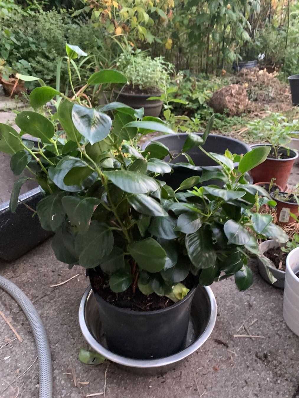 Pflanzen & Samen: Mandevilla - Dipladenia / grosse Pflanze – Neu (gemäss Beschreibung) aus Hinteregg von ERFOLG78 4