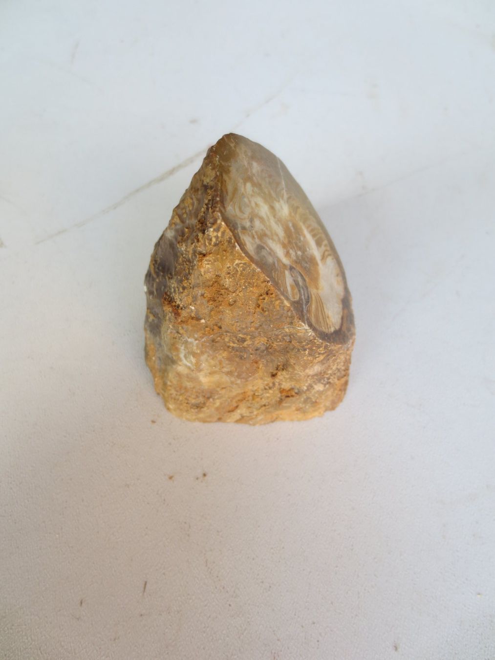 Fossili: Muschel Versteinerung- Hippurites – Usato da Weier im Emmental venduto da waefler03 2