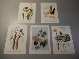 Vintage Postkarten 5er Set Tiere IVF Schaffhausen