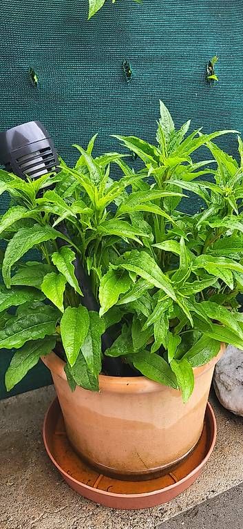 Vasi & Recipienti: Vasi in coccio di echinacea – Usato da Grono venduto da Lorenzoalberto57