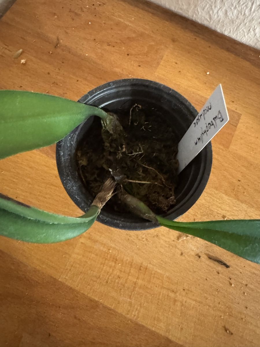 Pflanzen & Samen: Bulbophyllum medusae – Gebraucht aus Männedorf von mrclst 4