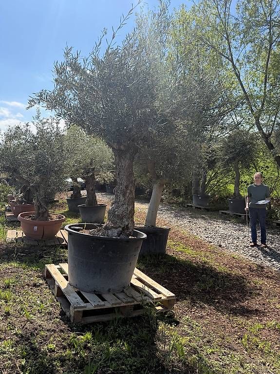 Plantes & graines: Olivenbaum "Olea Europea 9 – Neuf avec emballage d'origine à Zuckenriet par Thur_Plant 1