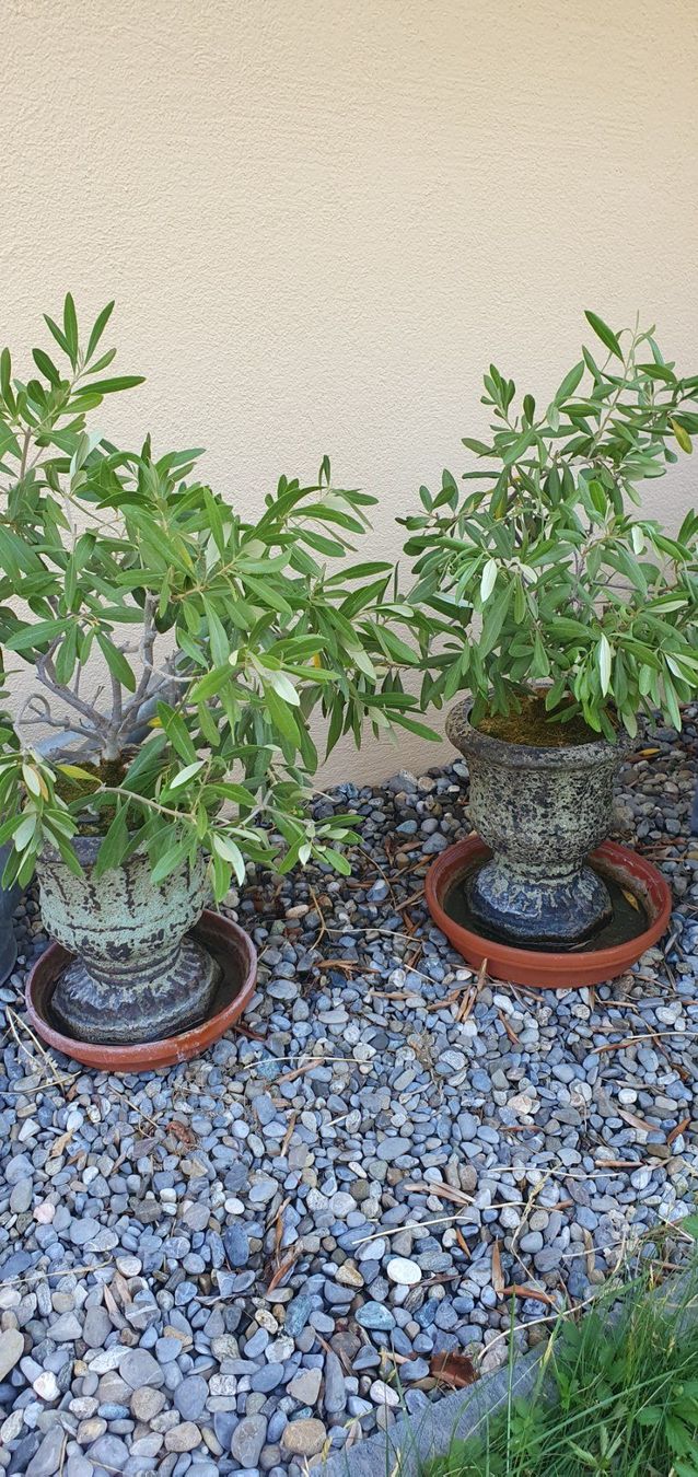 Pflanzen & Samen: 2 Olivenbäumli in Amphoren – Gebraucht aus Adligenswil von Wurli1