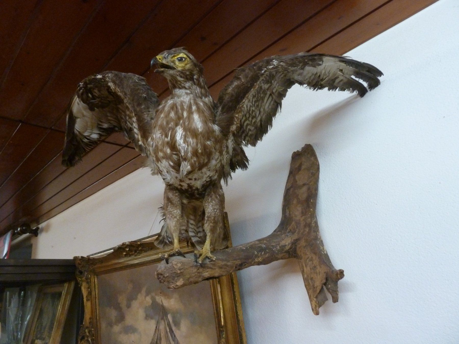 Il mondo degli animali: Greifvogel – Usato da Bure venduto da 1319 3