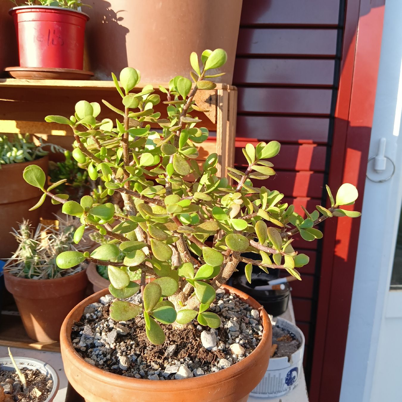 Piante & sementi: Speckbaum Portulacaria afra – Nuovo (secondo la descrizione) da Augst BL venduto da Betsileo 2