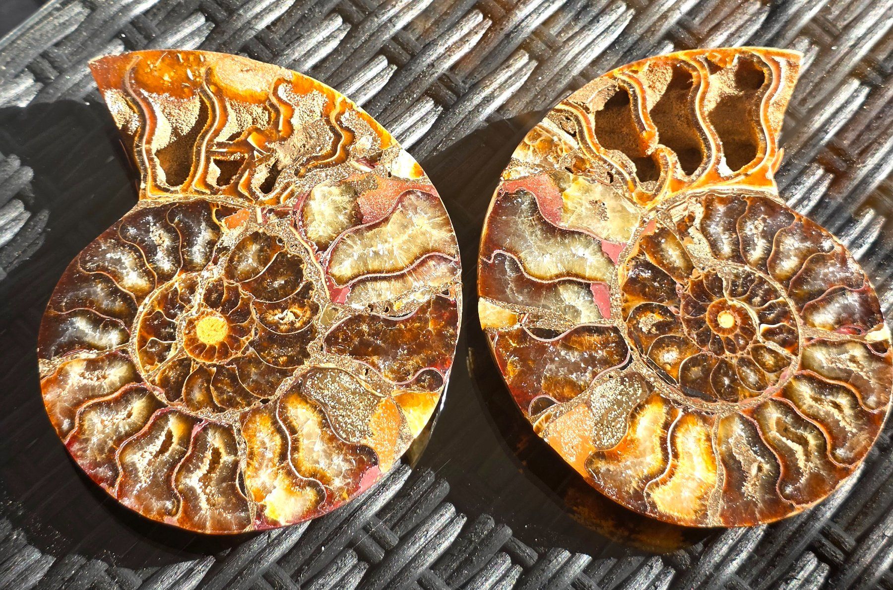 Fossili: Ammoniten Paar P3 295g – Nuovo e nell'imballaggio originale da Matzingen venduto da Shay_Crystalz