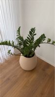 Zamioculcas Zimmerpflanze in hellem Topf gebraucht