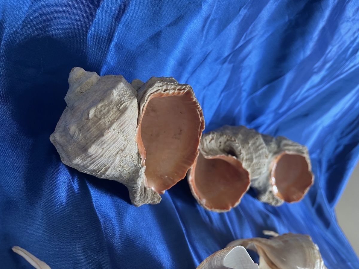 Alle Dekorationen: 7 Muscheln – Gebraucht aus Zürich von Juancarlos1 4