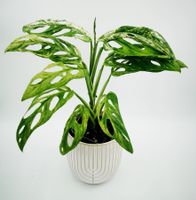 Monstera „Indonesian Marble“ – schöne Panaschierung 🌿