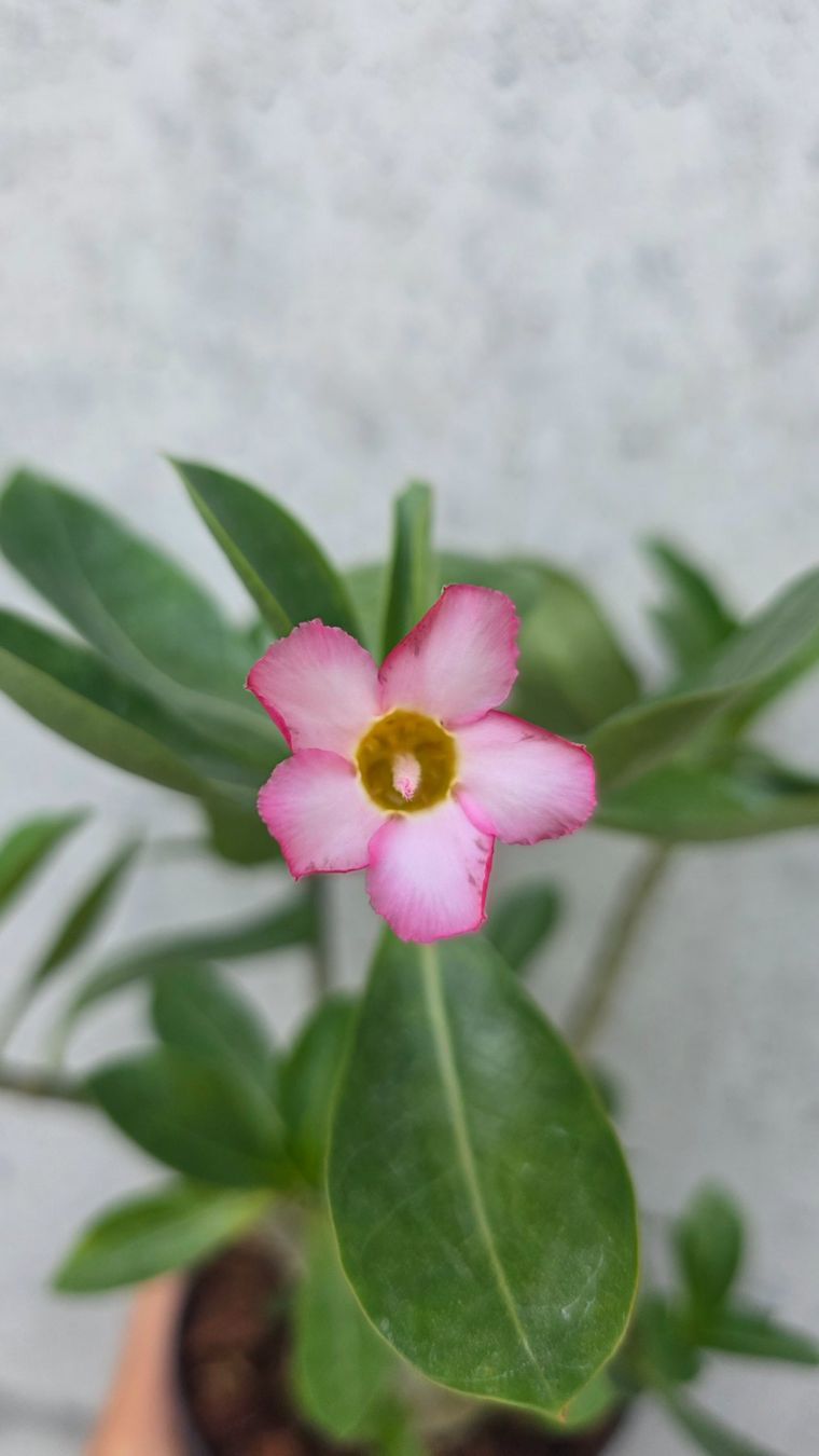 Pflanzen & Samen: Adenium Obesum – Neu (gemäss Beschreibung) aus St.Erhard von Plumilandschweiz 4