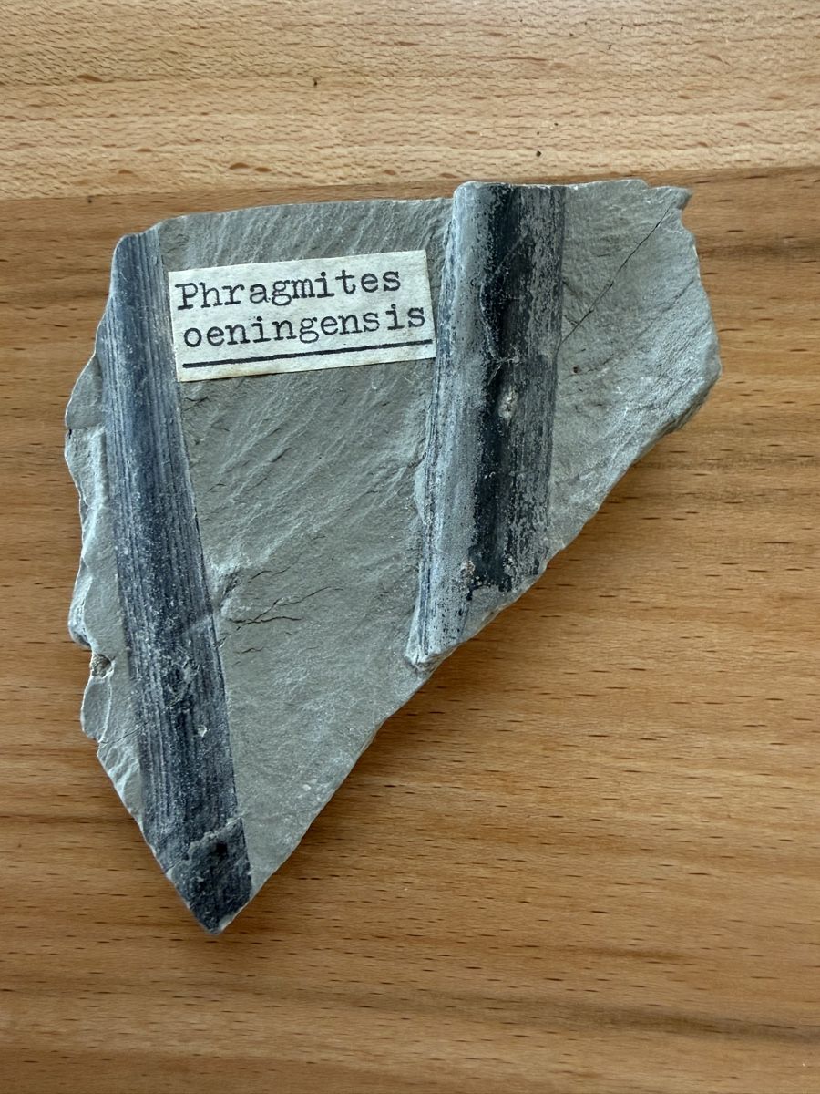 Fossili: Versteinerung fossiles Schilf – Usato da Grenchen venduto da Bastet007