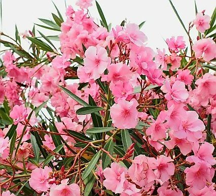 Piante & sementi: Ab 5.- CHF 10 Samen NERIUM OLEANDER Rosé – Nuovo e nell'imballaggio originale da Rovio venduto da POSITIFFARTandPLANTS 1