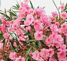 Ab 15.- CHF 50 Samen NERIUM OLEANDER Rosé