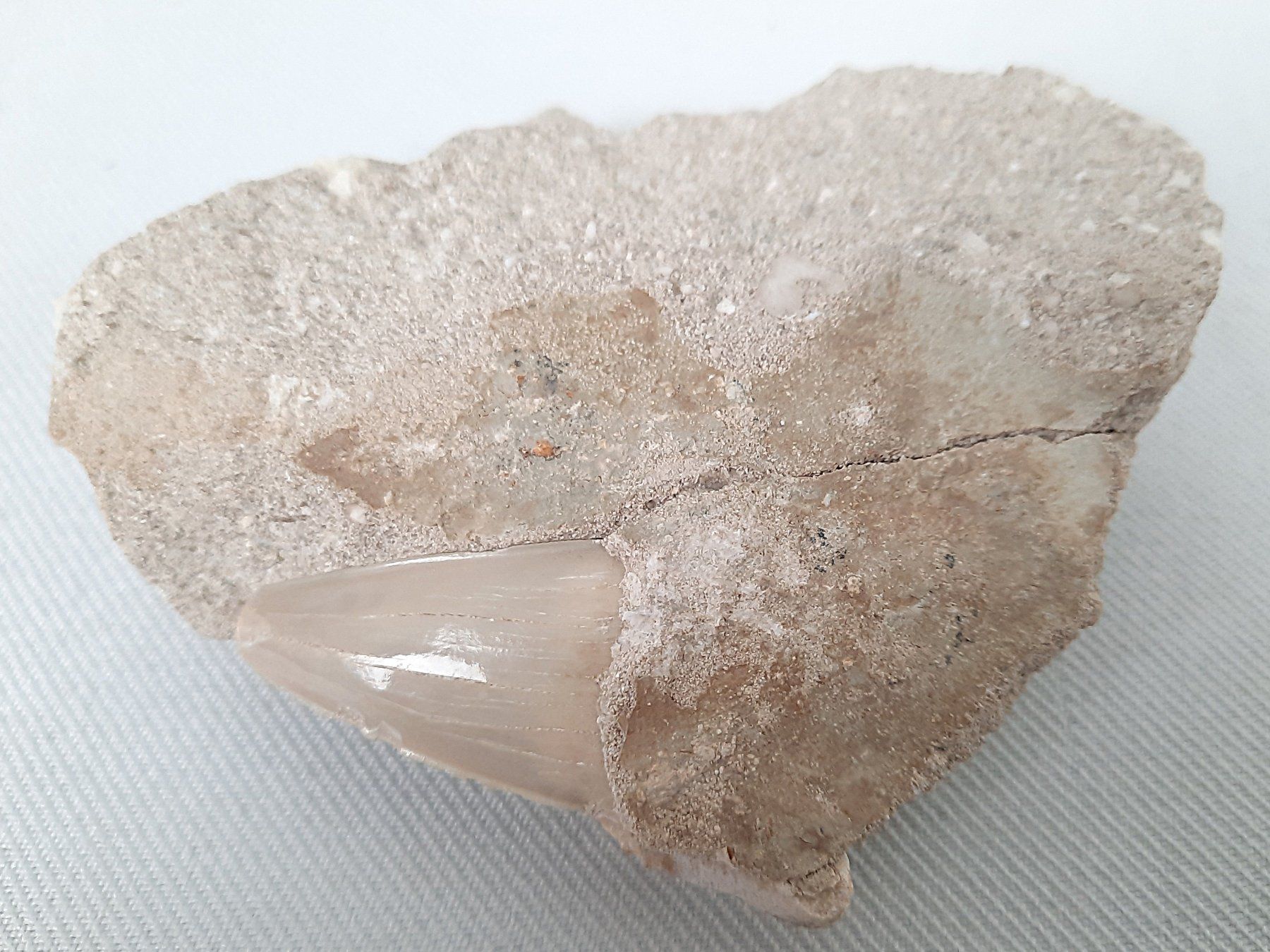Fossili: Fossiler Haifischzahn und Donnerkeil – Usato da Beinwil am See venduto da Restwert_Beinwil 8