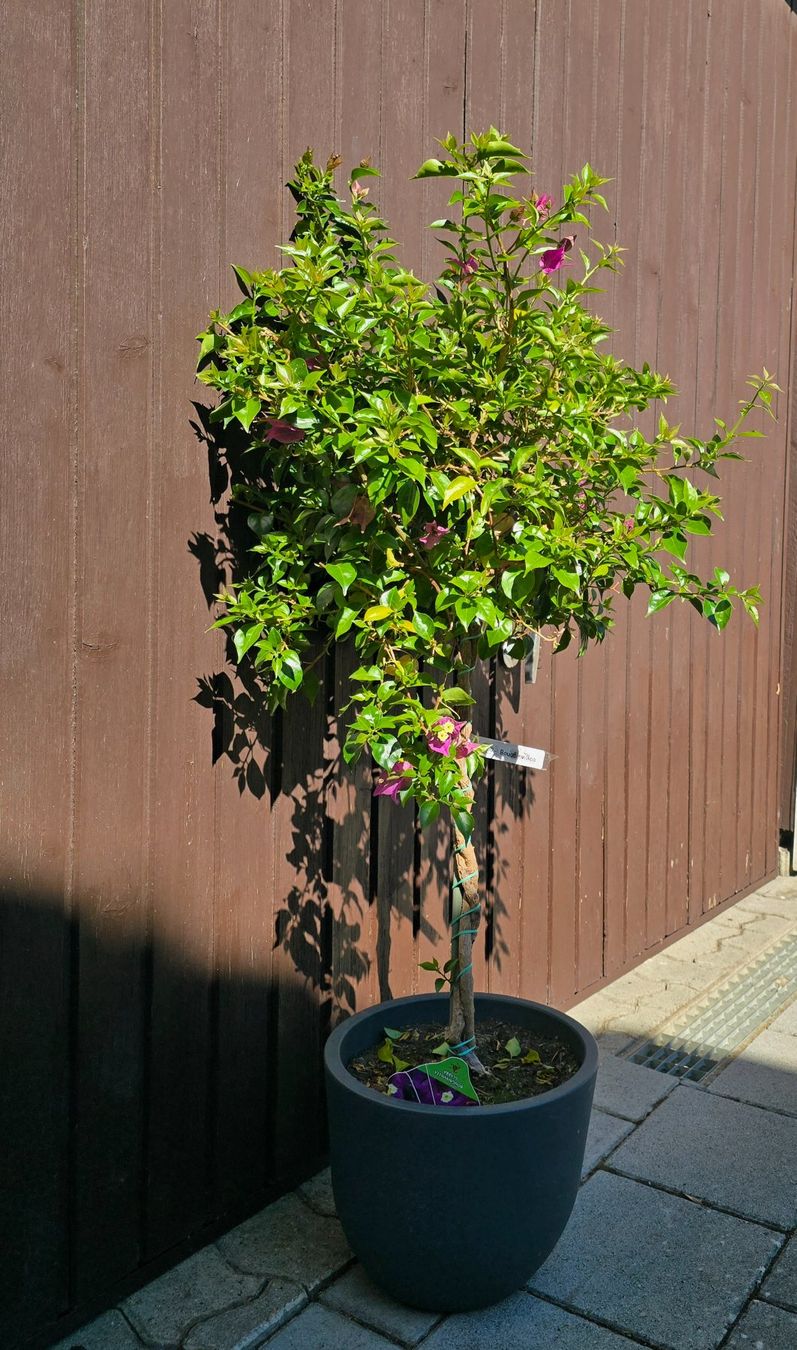 Piante & sementi: Wunderschöne Bougainvillea – Nuovo (secondo la descrizione) da Aarburg venduto da popkorn65 3
