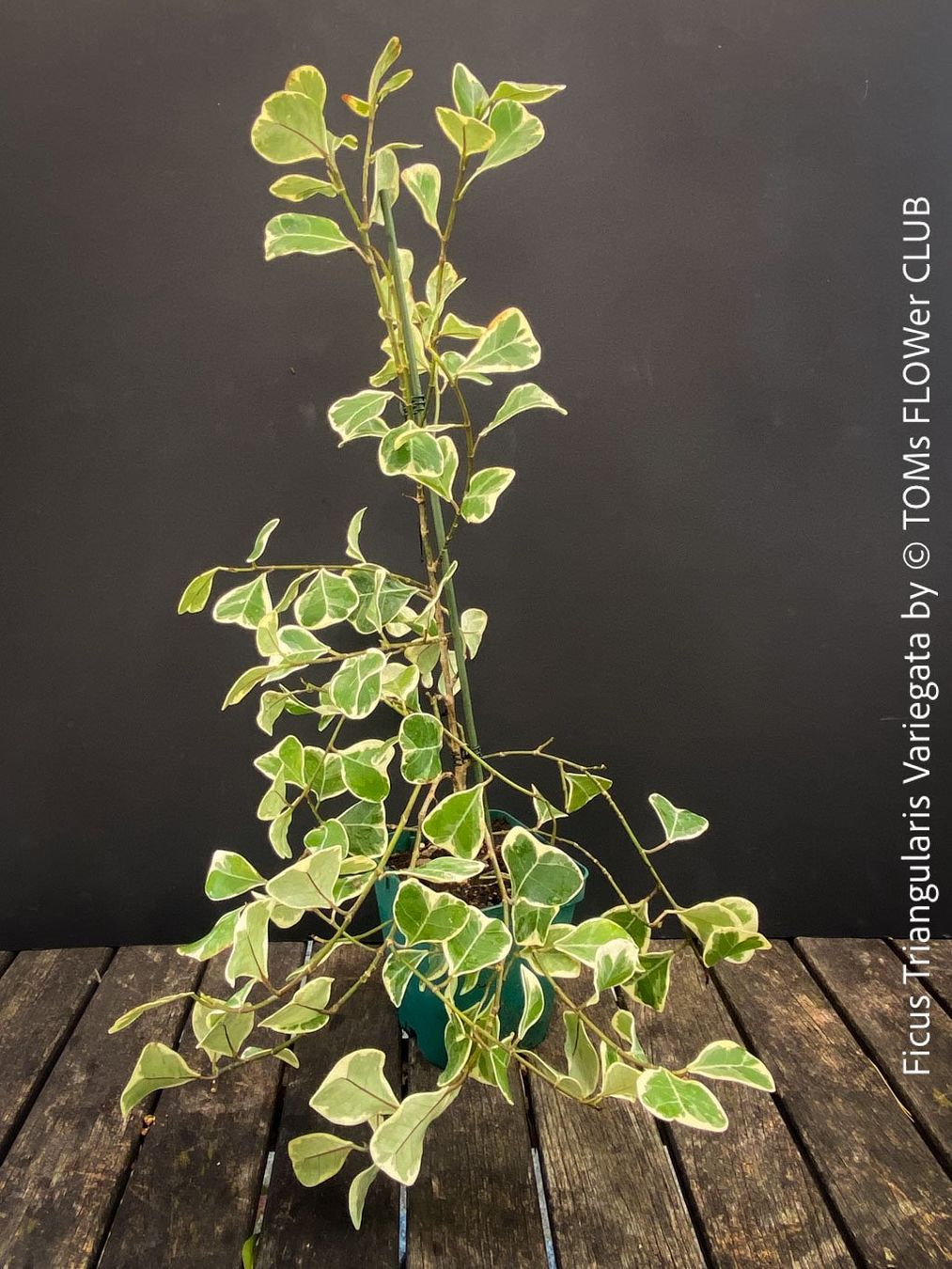 Pflanzen & Samen: Ficus Triangularis Variegata - einzigartige Dreiecksfeige – Neu und originalverpackt aus Adliswil von astom369 5