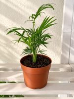 Zimmerpflanze Dypsis Lutescens ✨🌿